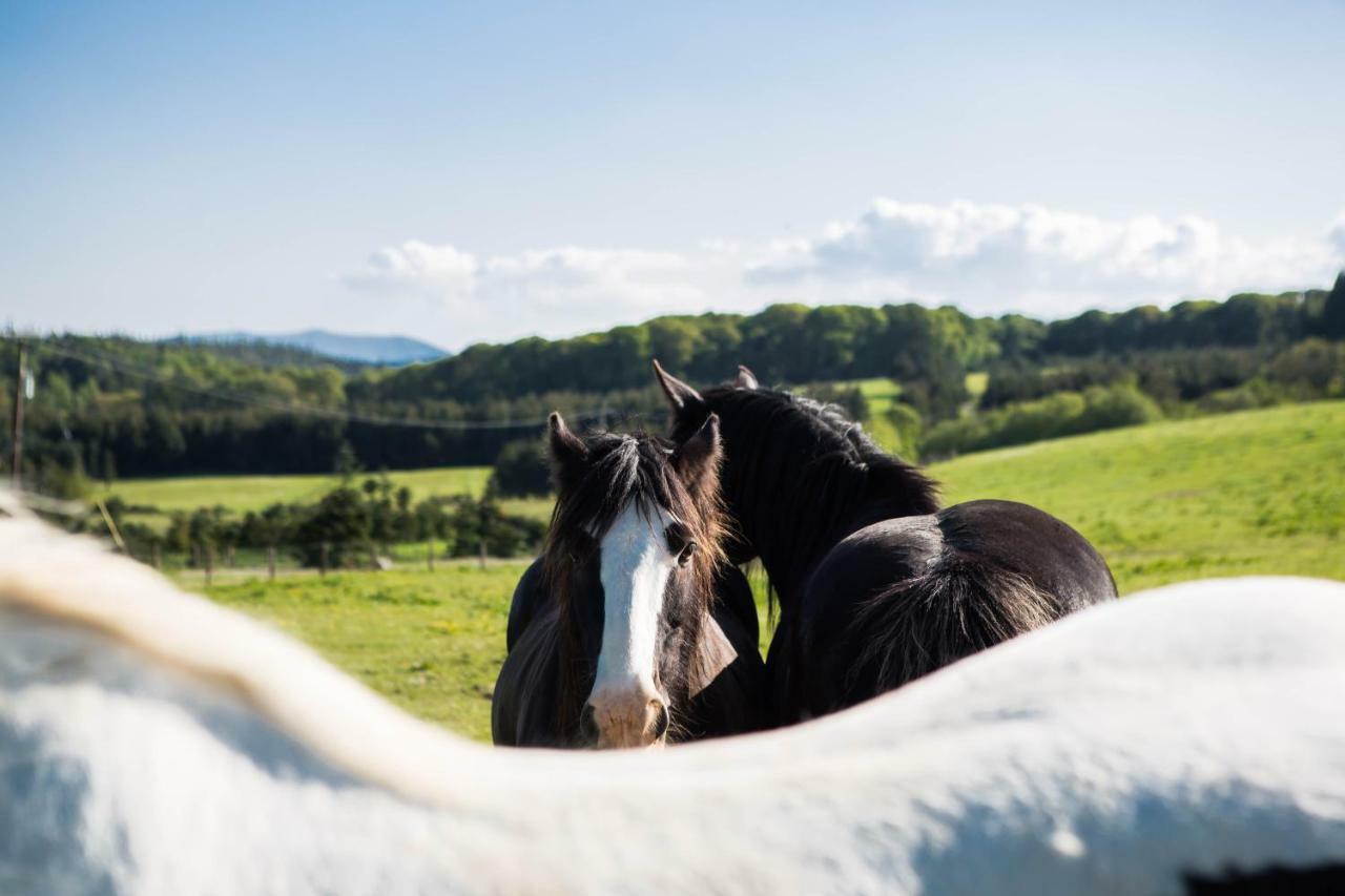 Clissmann Horse Caravans Glamping Rathdrum Exteriér fotografie